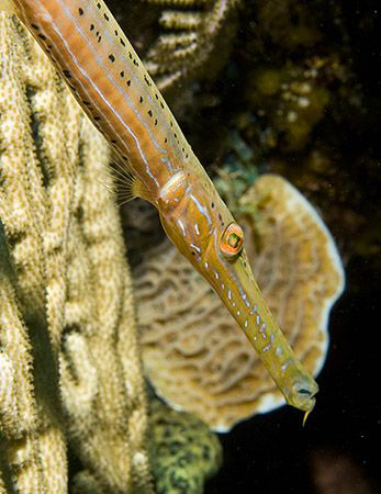 Trumpetfish on Little Cayman Island in the Caribbean Sea. by Deborah Chambers 