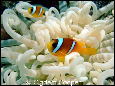 Red Sea Anemone Fish. by Cigdem Cooper 