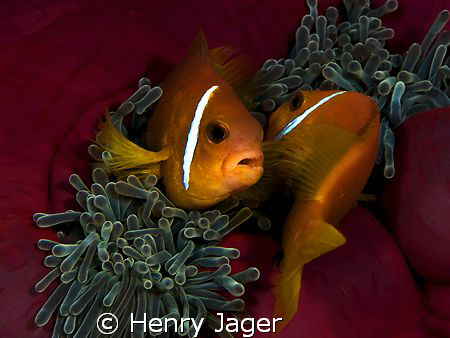 "MATING DANCE" seen in the Maldives, Dhuni Kolhu. (E-3, f... by Henry Jager 