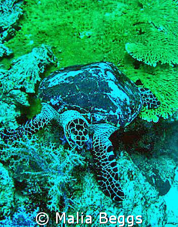 This Hawksbill turtle was not timid when it came to food.... by Malia Beggs 