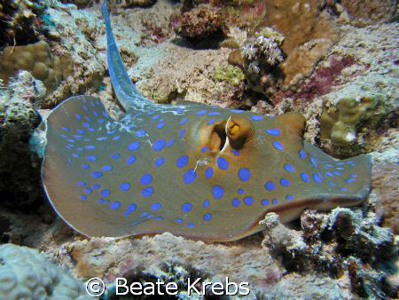 Blue-Spotted Ribbontail Ray taken at the Houesereef with ... by Beate Krebs 