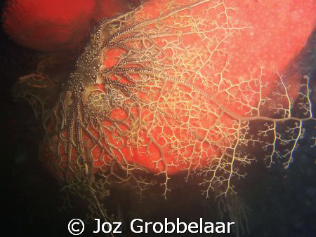 Basket star enjoy the comfort of a nice red spunge coral ... by Joz Grobbelaar 