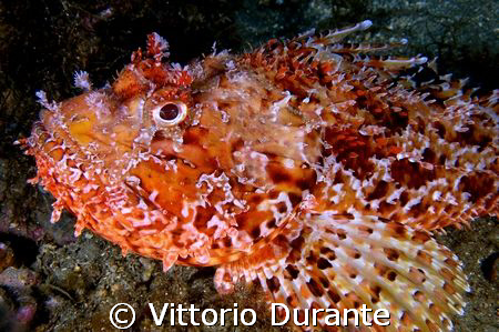 Red Scorpionfish by Vittorio Durante 