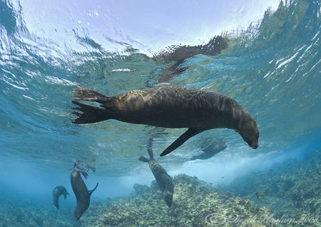 Sealions. Galapagos. D200, 10.5mm. by Derek Haslam 