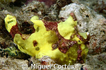 Yellow frog fish. by Miguel Cortés 