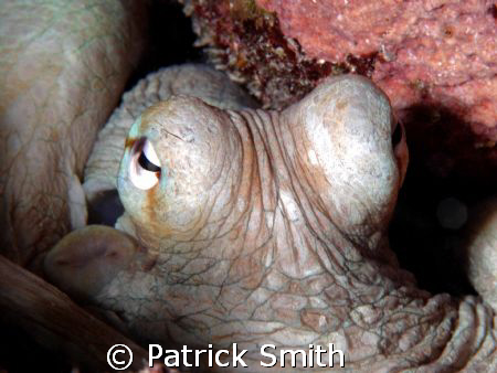 A very friendly octopus on the house reef at Buddy Dive R... by Patrick Smith 