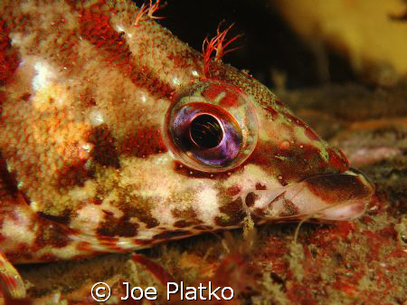 Kelp greenling close-up taken from a night dive off the B... by Joe Platko 