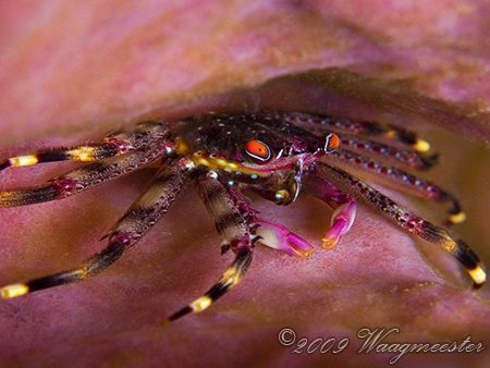 Red eyed crab in a barrel sponge - Gili Lawa Laut, Komodo... by Marco Waagmeester 