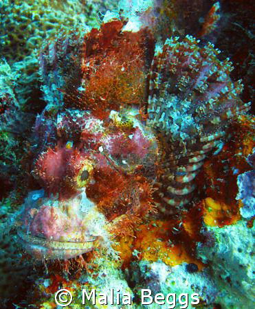 This Scorpionfish is  a colorful example of the surroundi... by Malia Beggs 