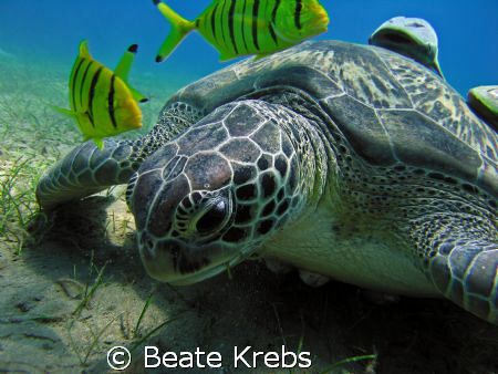 Turtle with Friends , taken with my Canano S70 NO Strobe ... by Beate Krebs 