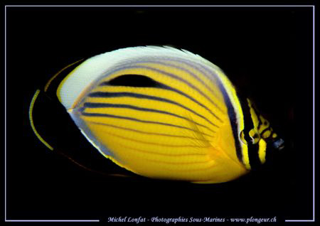 A Butterfly Fish ...:O)... by Michel Lonfat 