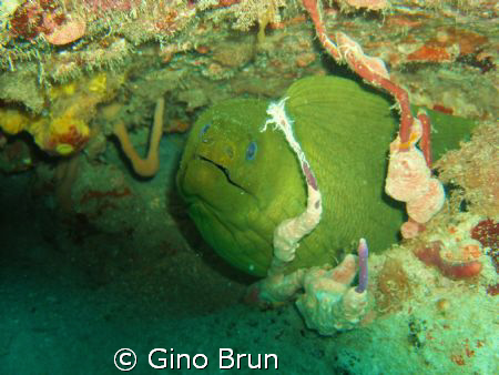 moray eel on a wreck in Pompano Beach Fl by Gino Brun 