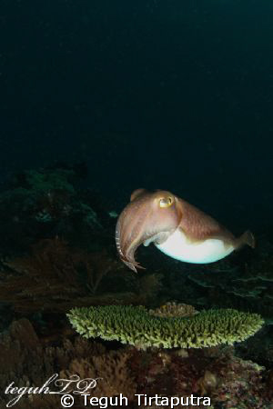 Cuttlefish ready to serve...Canon EOS400D, Sea and Sea ho... by Teguh Tirtaputra 
