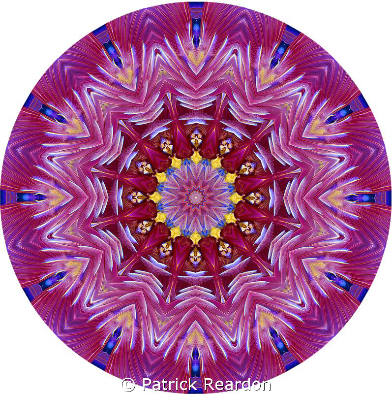 Kaleidoscopic image created from a photo of a featherdust... by Patrick Reardon 
