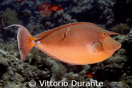A Unicornfish with the signs of a struggle with a similar by Vittorio Durante 