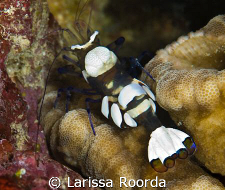 Commensal Shrimp (Periclemenes brevicarpalis).  My first ... by Larissa Roorda 