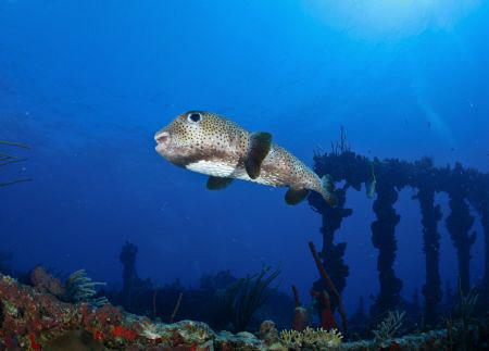 A porcupinefish at the famous wreck of The Rhone. by Juan Torres 