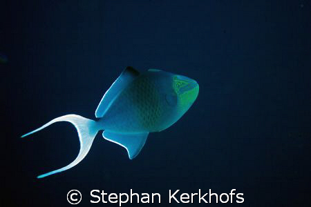 redtooth triggerfish (melichthys indicus) taken in Tiran. by Stephan Kerkhofs 