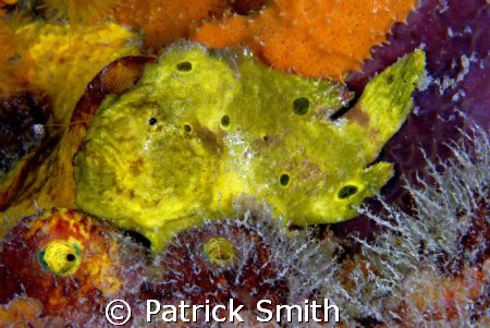 A Yellow Frog Fish beneath the downtown pier,Kralendijk ,... by Patrick Smith 