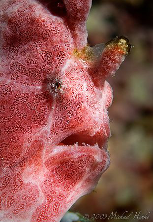 Painted frogfish (Antennarius pictus) with Nikon D300, 105mm by Michael Henke 