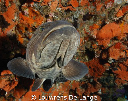 Known locally as a potato bass by Louwrens De Lange 