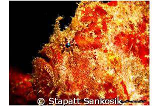 Scarlet Frogfish in Lembeh Straight by Stapatt Sankosik 