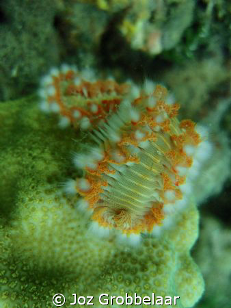 Coral worm posing by Joz Grobbelaar 