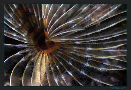 A closer look at a European fan worm (Sabella spallanzanii) by Sven Tramaux 