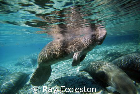 Manatees trying to stay warm at the springs.Taken at Crys... by Ray Eccleston 