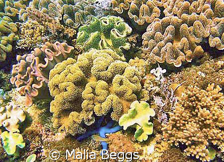 "Blue Seastar Amongst Bohol Coral Garden".  I have never ... by Malia Beggs 
