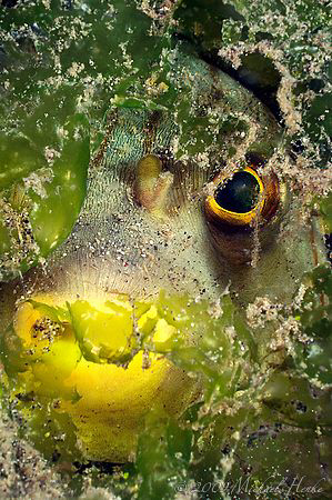 Narrow-lined puffer (Arothron manilensis) hiding. Nikon D... by Michael Henke 
