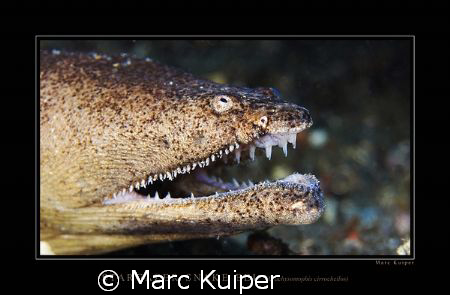 stargazer snake eel in lembeh strait. by Marc Kuiper 