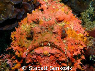 The most beautiful ugly-face stonefish ever ...so colourf... by Stapatt Sankosik 