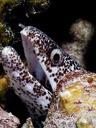This photo of a Spotted Moray was taken in Cozumel during... by Steven Anderson 