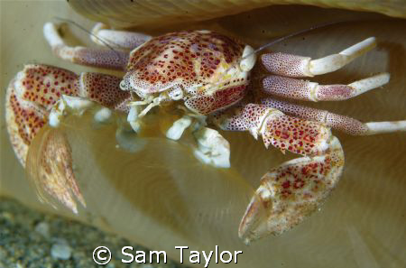 Porcelain crab feeding, somewhere in the muck.... by Sam Taylor 