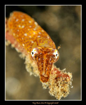 Baby squid. No more than a few mm long. Taken in Lembeh S... by Kay Burn Lim 