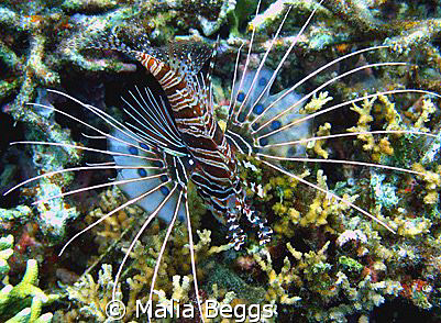 "Spotfin Lionfish".  The dark spots on its pectoral fins ... by Malia Beggs 