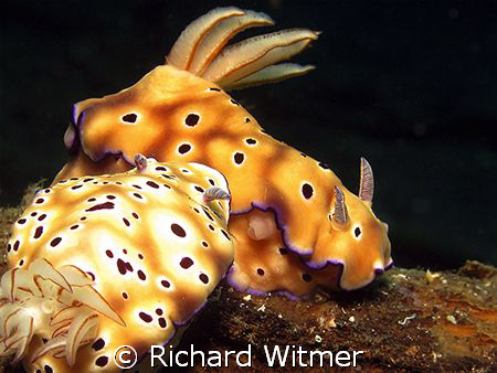 Risbecia tryoni.  These two need to go on a diet :)  Lemb... by Richard Witmer 