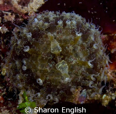 Does anybody know what this is? Found on a wreck at 25m i... by Sharon English 