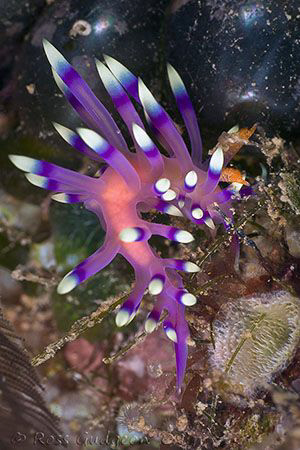Flabellina exoptata.  Ningaloo Reef, Western Australia.  ... by Ross Gudgeon 