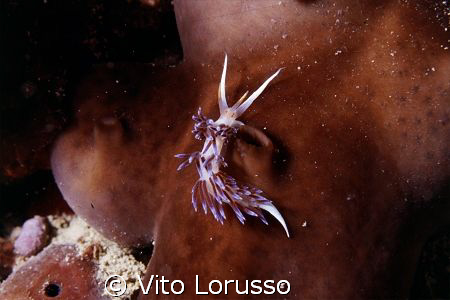 Nudibranchs - Cratena peregrina by Vito Lorusso 