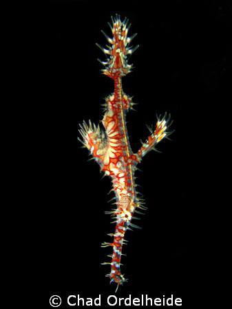 My donation to the many Ghost Pipefish photos. Canon A640... by Chad Ordelheide 