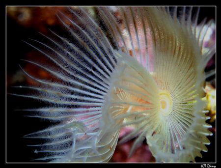 spiral tube worm; the challange is - at least to me - to ... by Daniel Strub 