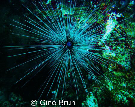 sea urchin by Gino Brun 