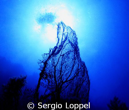 blue
Nikonos 15 mm.
Nassau by Sergio Loppel 