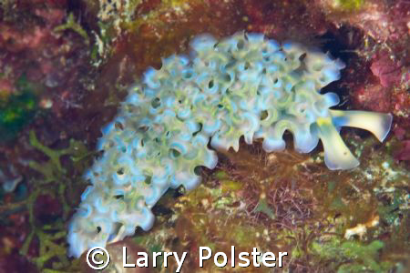 Lettuce slugs everywhere in blue, yellow, white, and gree... by Larry Polster 