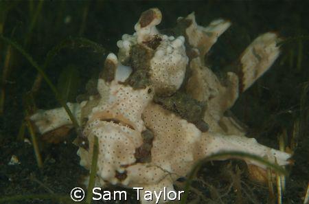 We found this Frogfish on an exploratory beach dive Nth o... by Sam Taylor 