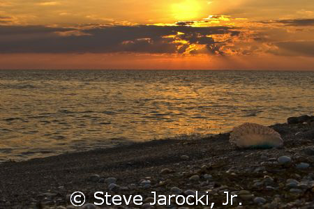 Portuguese Man-of-War found on Jupiter Beach Florida at s... by Steve Jarocki, Jr. 