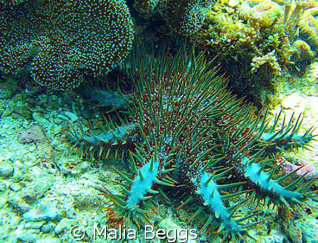 "Crown of Thorns"Sea Star.  These are definitely not a fr... by Malia Beggs 