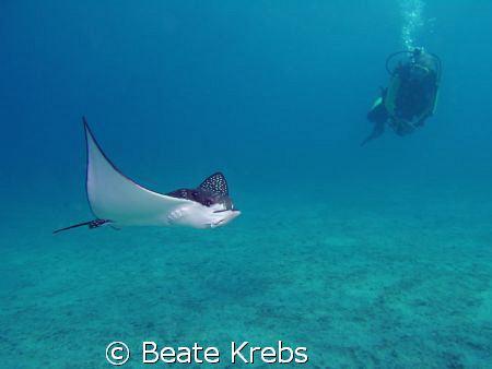 Eagle Ray with diver taken with my conon S70 in 9 feet of... by Beate Krebs 
